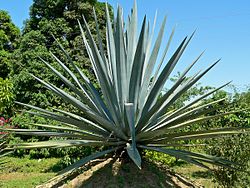 Blauwe agave (Agave tequilana)  