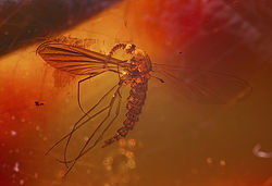 Un țânțar în chihlimbar