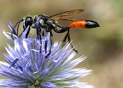 Uma vespa da família Sphecidae, que inclui uma série de espécies primitivamente sociais