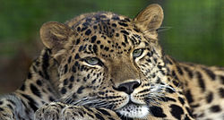 O ameaçado Amur Leopard que pode ter encontrado uma proteção improvável dentro da DMZ coreana.