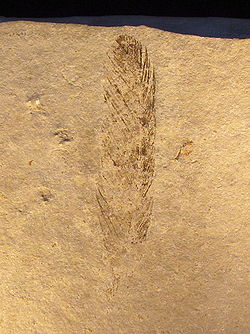 Pero archeopteryxa, na ktorom je vidieť typické letové pero mimo stredu. Solnhofen 1860