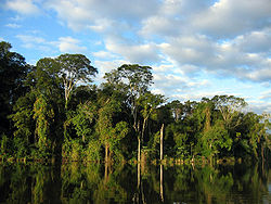 Atlantisch bos in Paraguay  