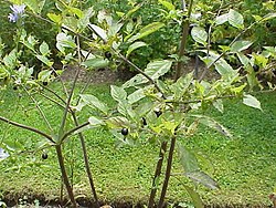 Krzew z rodzaju belladonna.