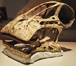 頭蓋骨の鋳造物、ロイヤル・オンタリオ博物館