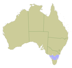 Zemljevid Avstralije z Bassovim prelivom, označenim s svetlo modro barvo