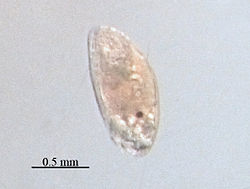 het tweede larvenstadium van een zeepok, de Cypris.