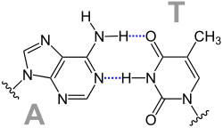 Structural formula of an AT base pair with two hydrogen bonds shown in dashed blue.