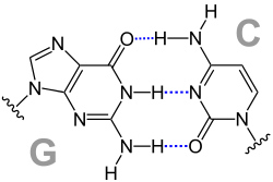 Structural formula of a GC base pair with three hydrogen bonds shown in dashed blue .