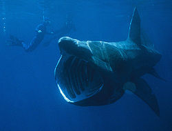 Un tiburón peregrino que se alimenta por el filtro  