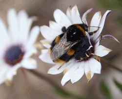 Изпразване на пчела: забележителен кадър. Обърнете внимание на свиването на ануса, което създава вътрешно налягане.  