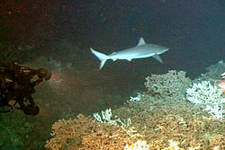 El tiburón bígaro se encuentra principalmente en aguas profundas