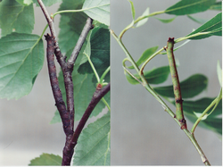 桦树（左）和柳树（右）上的Biston betularia毛虫，展示了一种颜色的多面性