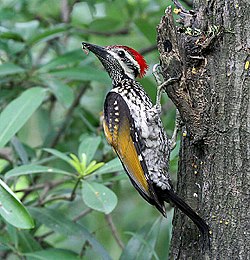 啄木鸟坚硬的尾巴有助于它们攀爬和觅食。尾巴被当作道具使用。在这里，一只黑腰火烈鸟在觅食时用它的尾巴做支撑而休息。