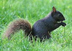 Verschillende soorten eekhoorns hebben melanistische fases. In grote delen van de VS en Canada is de meest voorkomende variëteit in stadsgebieden de melanistische vorm van de oostelijke grijze eekhoorn.