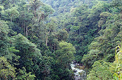 Árvores da floresta tropical