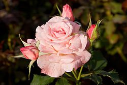 Una flor de rosa  