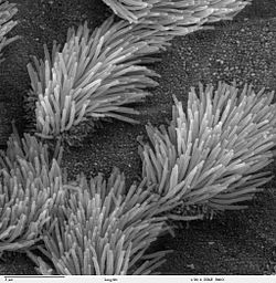 肺の呼吸器上皮から突き出た繊毛のSEM顕微鏡写真