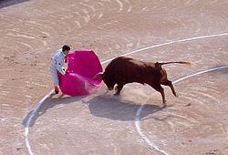 Der suerte de capote: Der Matador benutzt den Umhang, um den Stier an ihm vorbeiziehen zu lassen.