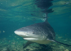 Rekin Byk na Bahamach