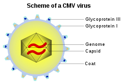 Un citomegalovirus ha anche un "involucro" esterno