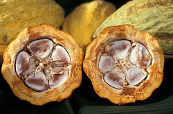 Granos de cacao en una vaina de cacao  