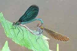 Mating of the blue-winged damselfly