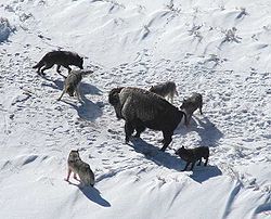 wolven leven en jagen in presociale groepen...