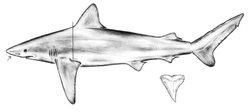 Een tekening van de Bignose haai  
