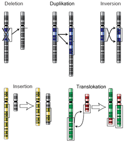 Mutations chromosomiques