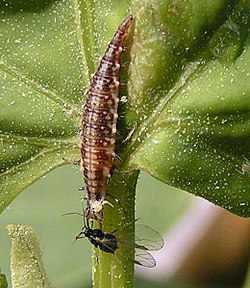  Larva de um abeto comum (Chrysoperla carnea) ou talvez C. mediterrânea alimentando-se de um pulgão