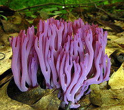 Il fungo corallino Clavaria zollingeri nel Babcock State Park, West Virginia, USA.