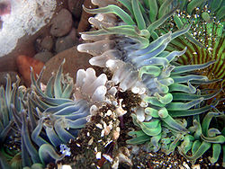Zeeanemonen, Anthopleura sola verwikkeld in een strijd om territorium  