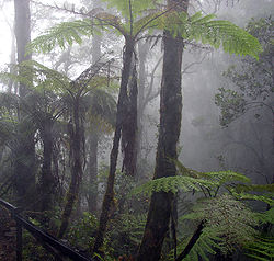 Helechos arbóreos en un bosque nuboso en el Monte Kinabalu, Borneo