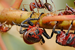Saltamontes alimentándose de la savia de la planta, atendidos por hormigas  