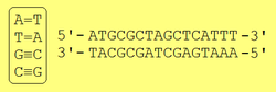 Naľavo sú nukleotidy, ktoré tvoria DNA, a ich komplementárny pár báz. Medzi A a T sú 2 vodíkové väzby, medzi C a G sú 3 vodíkové väzby. Vpravo je sekvencia DNA