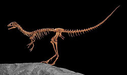Egy csontváz rekonstrukciója, Museum of Ancient Life - Thanksgiving Point, Lehi, Utah A modellt Bruce J. Mohn faragta.
