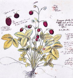 Conrad Gesners originalritning av Fragaria vesca (skogsjordgubbar eller fraises des bois).  