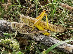 Púštna kobylka, Schistocerca gregaria: samec (hore) a samica (dole) pri párení