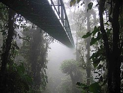 Viens no debesu pastaigas piekaramajiem tiltiem Monteverdes mākoņu mežu rezervātā Kostarikā.