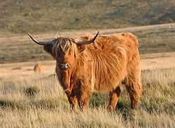 Anglijos Dartmuro kalnų karvė