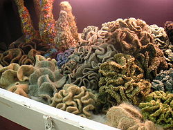 En samling af hæklede hyperboliske flader, som efterligner et koralrev, af Institute For Figuring  