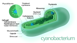 Structuur van een cyanobacterium