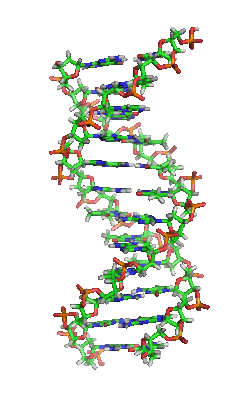 DNA helix in B conformation (structural model­): The nucleic bases containing nitrogen (blue) lie horizontally between two backbone strands, which are very rich in oxygen (red). Carbon is shown in green.