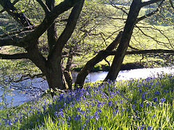 Bluebells a Dane-in-Shaw Brook SSSI vicino a Congleton