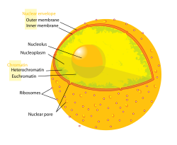 Az eukarióta sejtmag. Itt látható a magburkolat riboszóma-pöttyös kettős membránja, a DNS-komplexum és a nukleolusz.