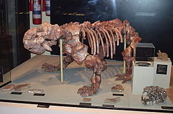 Dinodontossauro , um dos poucos gêneros de dicynodontes que sobreviveram ao evento de extinção Permian-Triassic. Tinha 8 pés (2,4 m) de comprimento, um dos maiores herbívoros de seu tempo.