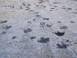 Pegadas de dinossauros, preservadas no Dinossauro Ridge