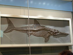 Ictiosaurio no identificado: el cuerpo perfilado (en pintura) muestra la cola y las aletas dorsales  