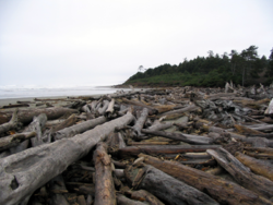 Une étendue de bois flotté le long de la côte nord de l'État de Washington.