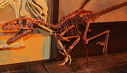 Dromaeosaurus la Muzeul din Ottawa  
